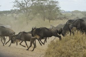 Top 5 Wildlife Destinations in Africa